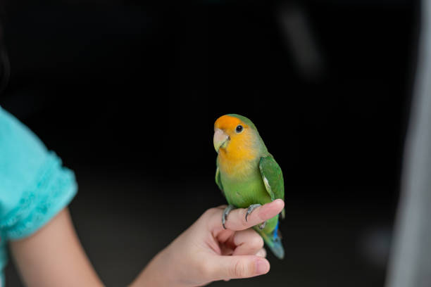 istock A lovebird perched on a finger, parrot 1413007677