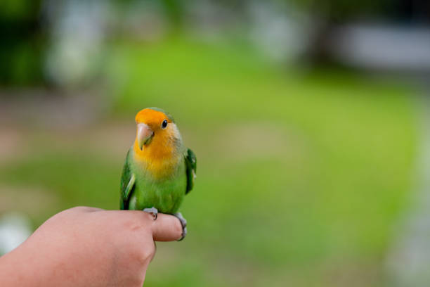 istock A lovebird perched on a finger, parrot 1413007696