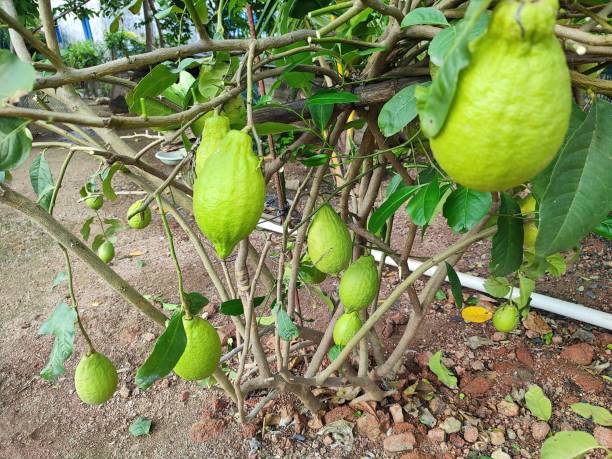 Free picture: lemonade, sumal, plant
