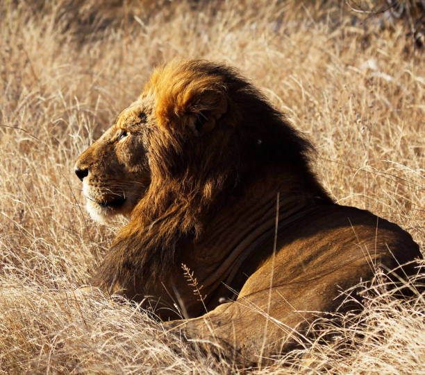 istock Magical Balule Wildlife pictures 1413009005