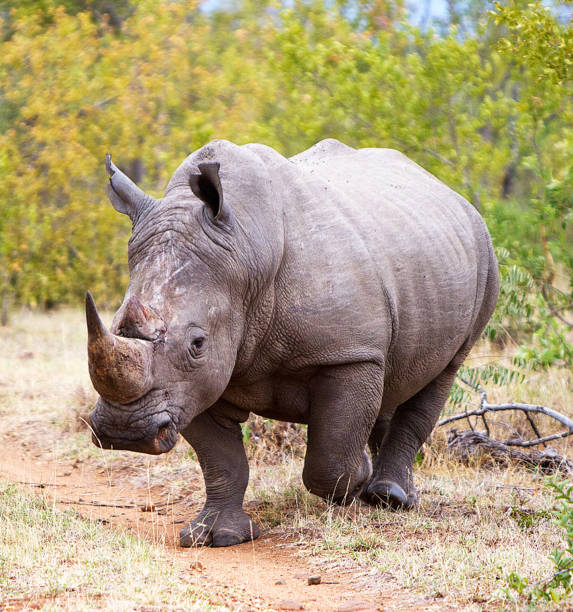 istock Magical Balule Wildlife pictures 1413009017