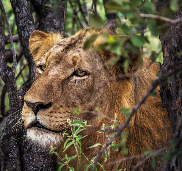 istock Magical Balule Wildlife pictures 1413009025