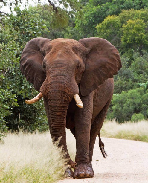 istock Magical Balule Wildlife pictures 1413009037