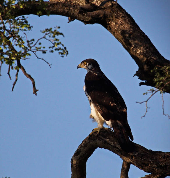 istock Magical Balule Wildlife pictures 1413009120