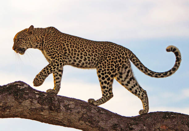 istock Magical Balule Wildlife pictures 1413009149