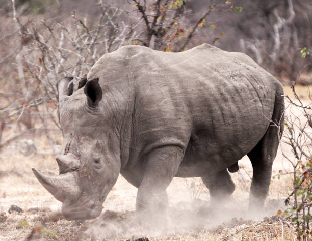 istock Magical Balule Wildlife pictures 1413009154