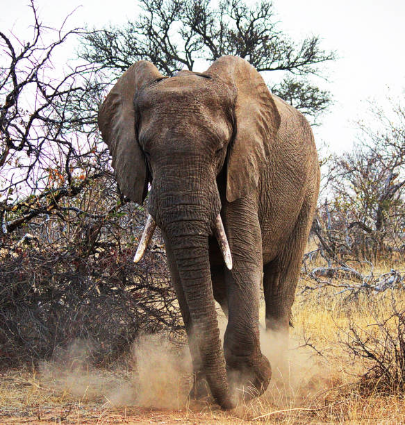 istock Magical Balule Wildlife pictures 1413009173