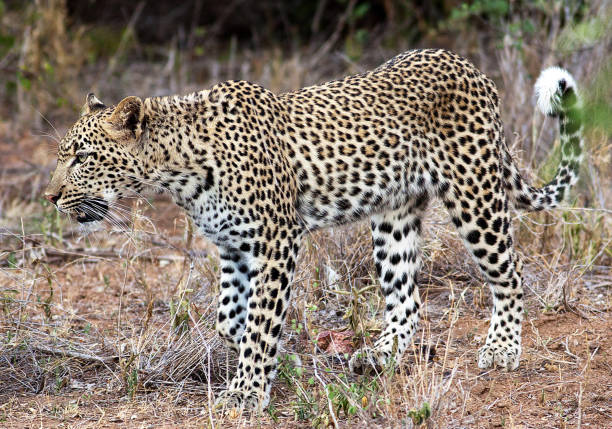 istock Magical Balule Wildlife pictures 1413009192