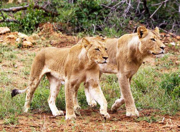 istock Magical Balule Wildlife pictures 1413009266