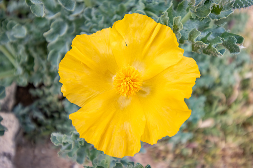 Yellow Horned Poppy at Rethymnon Town on Crete, Greece