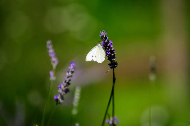 選択的な焦点、美しい屋外の花の背景を持つスコットランド、英国の晴れた夏の日に青いラベンダーの花に1つの小さな蝶 - lavender dried plant lavender coloured bunch ストックフォトと画像