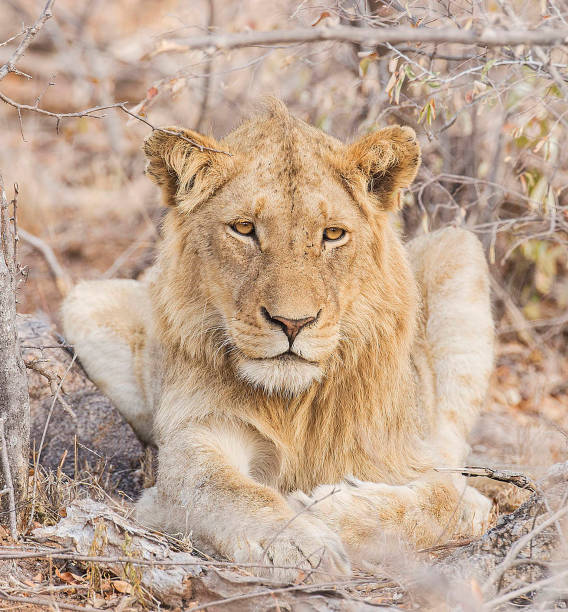 istock Creative Balule Wildlife pictures 1413010429