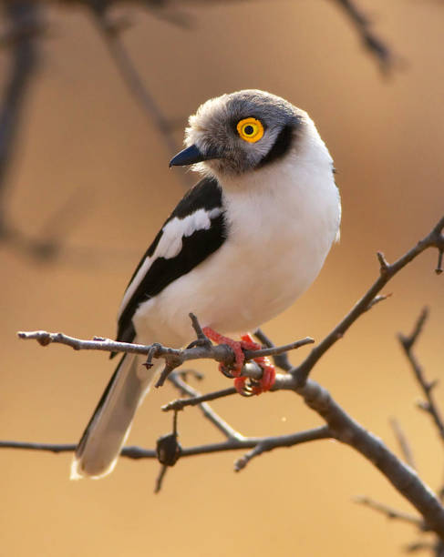 istock Creative Balule Wildlife pictures 1413011004