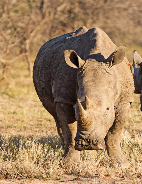 istock Creative Balule Wildlife pictures 1413011062