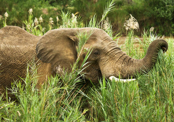 istock Creative Balule Wildlife pictures 1413011089