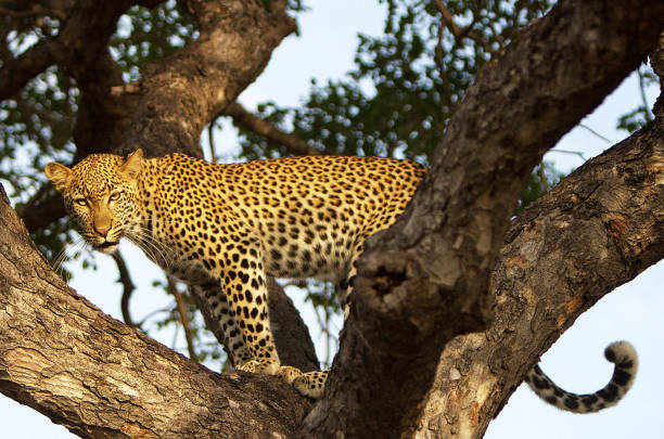 istock Creative Balule Wildlife pictures 1413011130