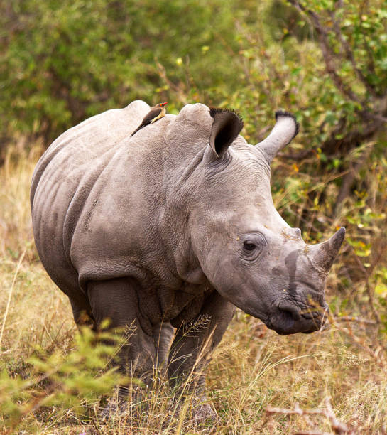 istock Creative Balule Wildlife pictures 1413011195
