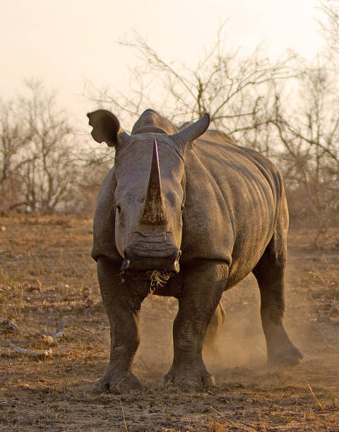 istock Creative Balule Wildlife pictures 1413011336