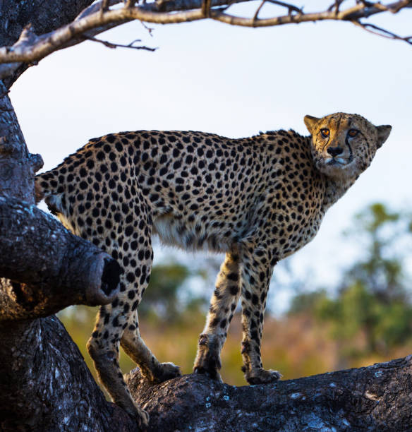 istock Creative Balule Wildlife pictures 1413011424
