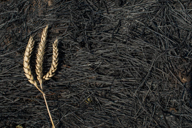 Tridente ucraniano hecho de trigo está en un campo quemado. - foto de stock
