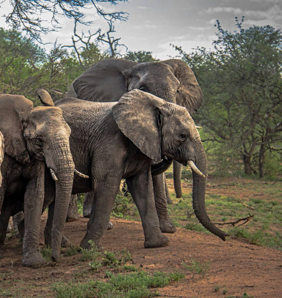 istock Creative Balule Wildlife pictures 1413011509
