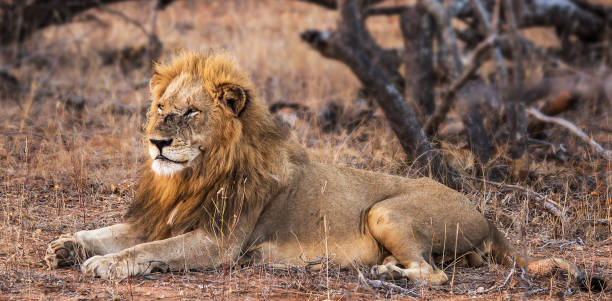istock Creative Balule Wildlife pictures 1413011543