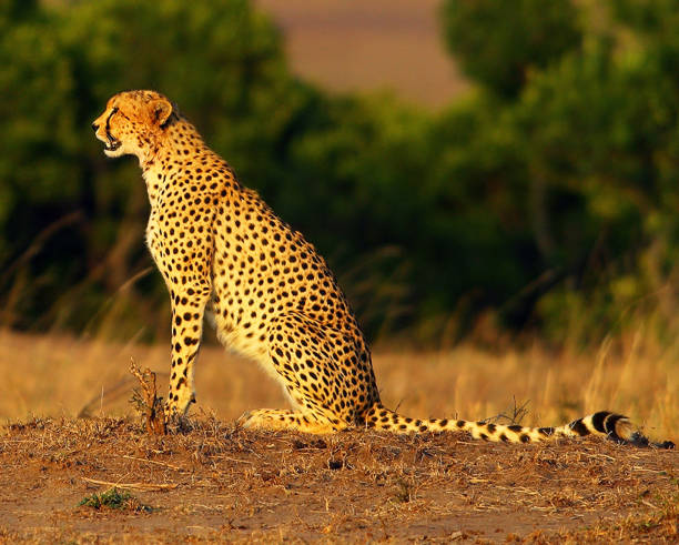 istock Creative Balule Wildlife pictures 1413011602