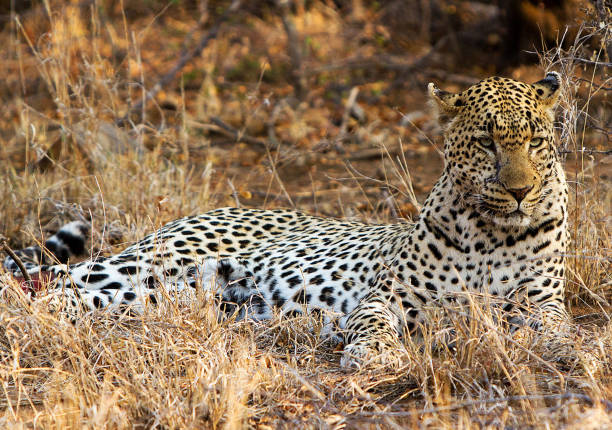 istock Creative Balule Wildlife pictures 1413011748