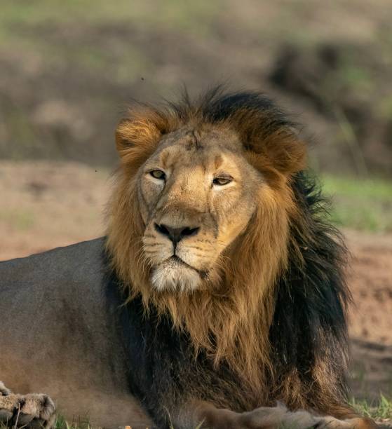 Male Asiatic lion Male Asiatic lion asian lion stock pictures, royalty-free photos & images