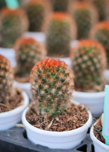 una imagen de cerca de una planta de cactus aislada conocida como mammillaria elongata en una maceta de vivero y exhibida por su valor ornamental en la india. - mammillaria cactus fotografías e imágenes de stock