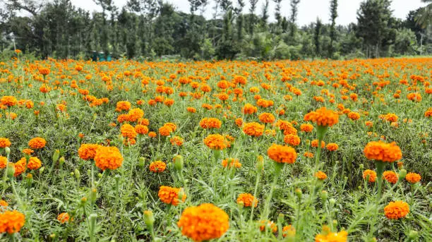 Photo of A Classic view of the Marigold flower in bright orange colors cultivated in an agricultural field near Coorg, India.