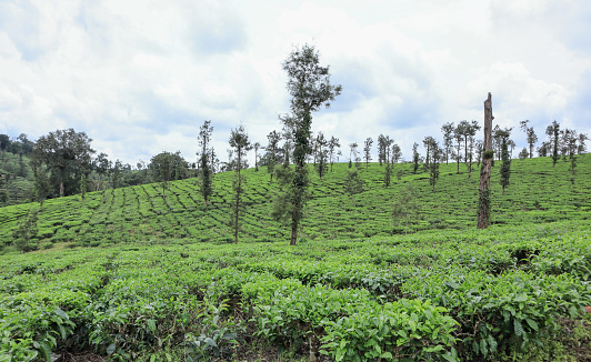 A Landscape picture of a Beautiful Coffee plantation in the Hill station of Coorg in Karnataka, India.