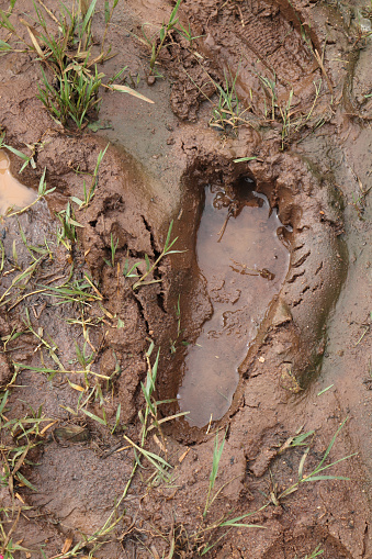 A Close up picture of Human foot print filled with rain water captured in a Marshy agriculture field in India.