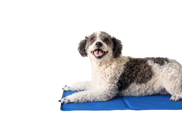 Cute mixed breed dog lying on cool mat looking up on white background isolated Pet care. Cute mixed breed dog lying on cool mat in hot day looking up, white background, summer heat. Isolated copy space cooling rack stock pictures, royalty-free photos & images