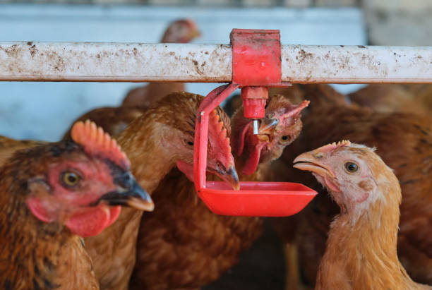 istock thirsty Chickens poultry hot stress drink fresh water nipple system in backyard 1413016473