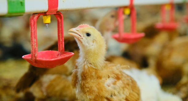 istock close up poultry Chickens drinking water by nipple drinker in industrial farm 1413016522