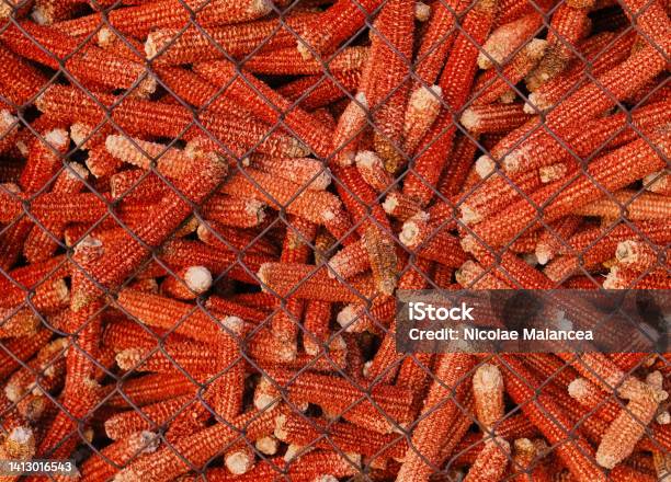 Background Of Pile Of The Old Empty Corn Cobs With Removed Kernels In Grid Cage Stock Photo - Download Image Now