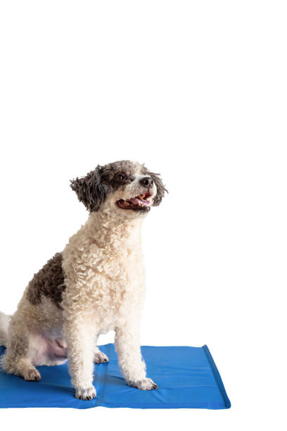istock Cute mixed breed dog sitting on cool mat looking up on white background isolated 1413016622