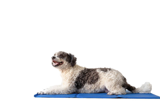 istock Cute mixed breed dog lying on cool mat looking up on white background isolated 1413016783
