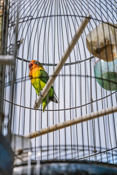 istock Lovebird perched in the aviary or bird cage. With blue sky and white cloud background 1413016798
