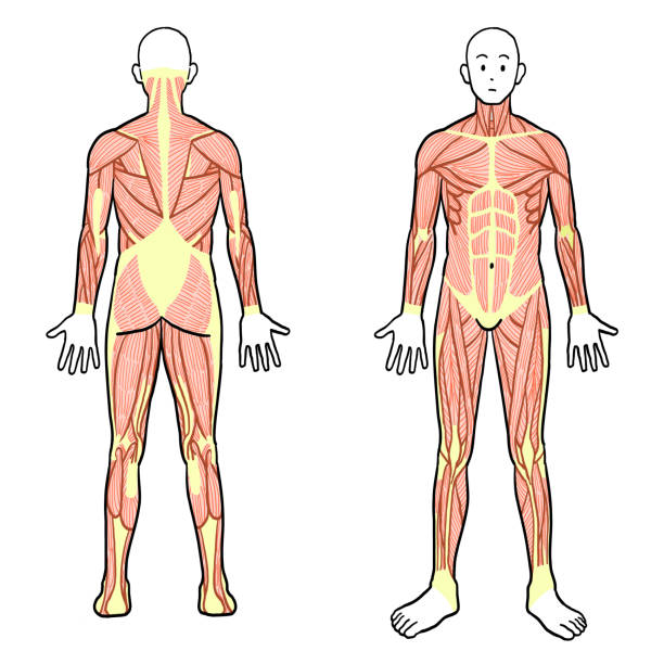 ilustraciones, imágenes clip art, dibujos animados e iconos de stock de vista anterior y posterior de los músculos de todo el cuerpo de un hombre - the human body anatomy rear view men