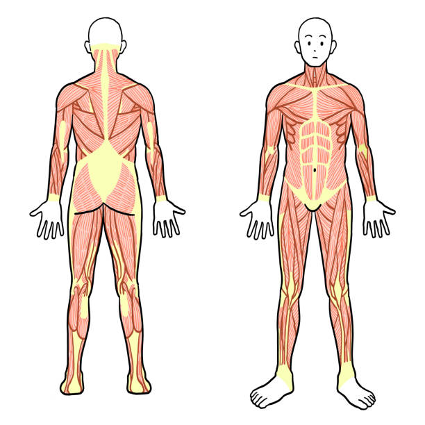 illustrations, cliparts, dessins animés et icônes de vue antérieure et postérieure des muscles du corps entier d’un homme - human muscle the human body anatomy body