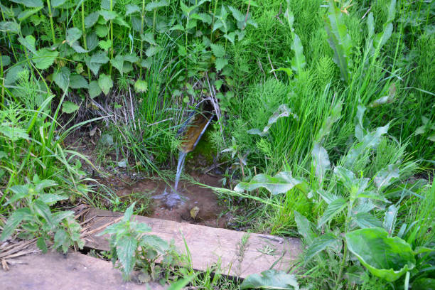 rill with pure water in the forest among green grass