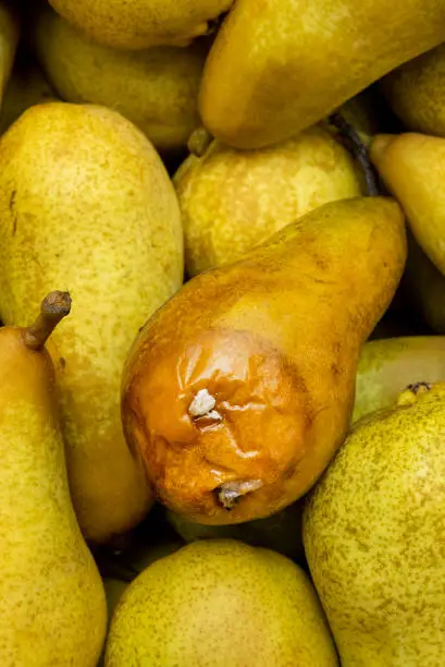 Photo of Pears in store