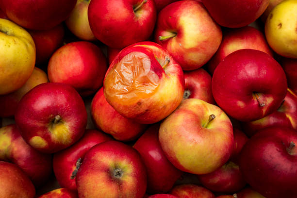 Apples in store One yellow rotten apple lies among ripe healthy red apples in full frame. The concept of contamination and expired food products. rotting apple fruit wrinkled stock pictures, royalty-free photos & images