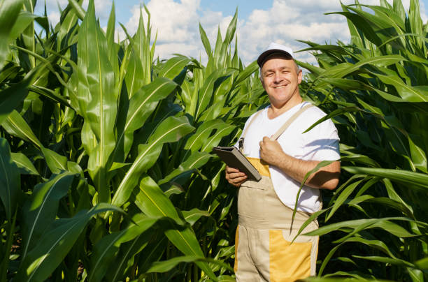 istock A farmer inspects a field with growing corn, writes data to a tablet. 1413019407