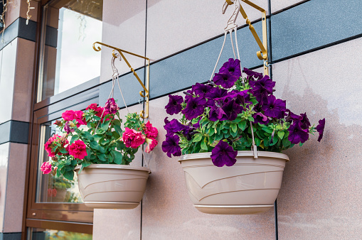 petunia in hanging pots on the wall of a modern building