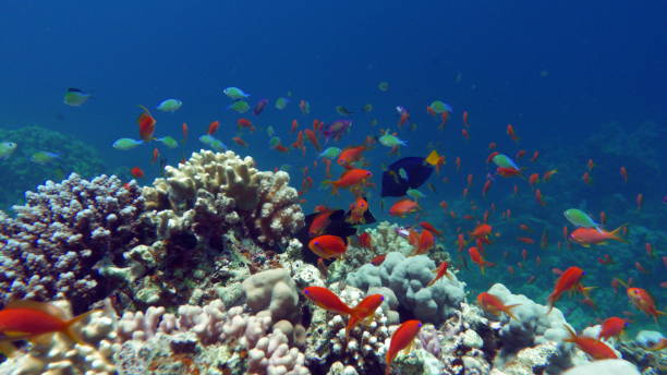 istock Beautiful fish on the Red Sea reef. 1413019666