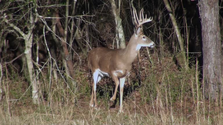 White-Tailed Deer 16-Point Buck Walks through the Woods