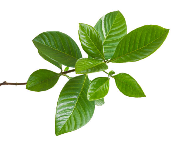 istock Green leaves, Small green foliage on twig  isolated on white background with clipping path 1413022718